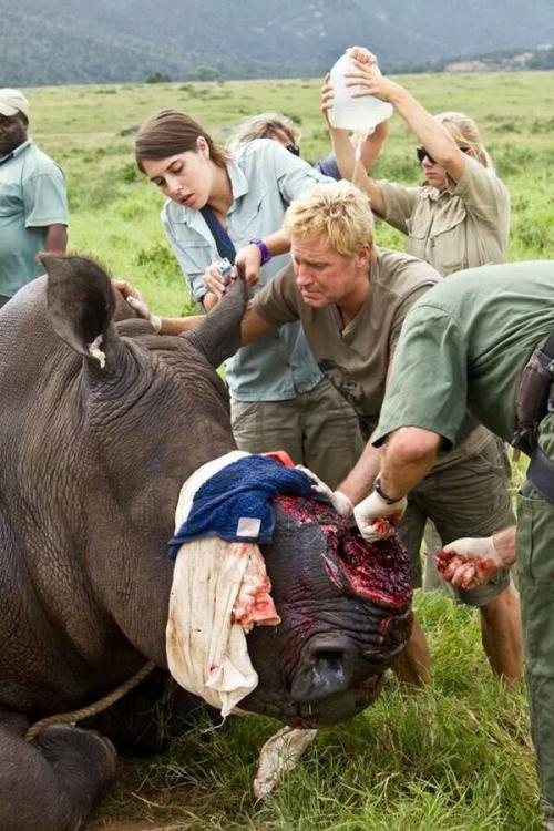 mattburkephoto: fakenasty:traveler-of-the-mind:  redwingjohnny:  Badly injured rhino whose horn was 