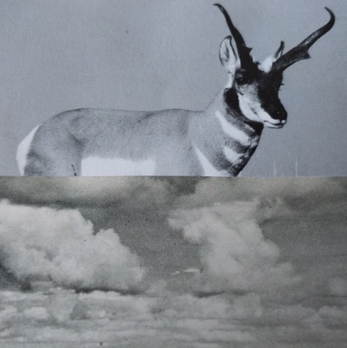 zielenadel:  Cloud series #7  Analog collage, adult photos
