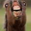 thedeathllama