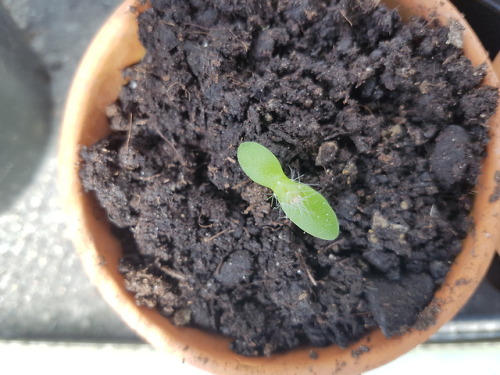 Repotting dragonfruit seedlingsA few months ago I blended up a bit of dragonfruit pulp and mixed it 