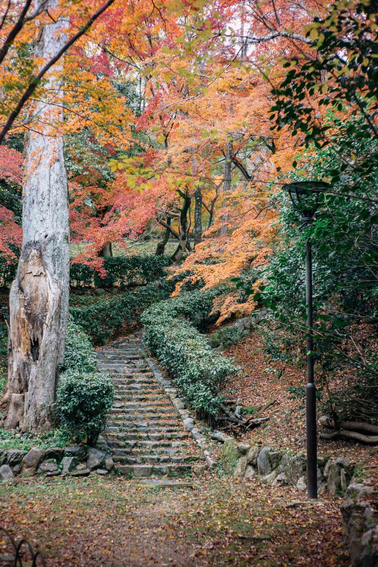 Not just ordinary stairs
Kyoto, November 2019
Instagram | YouTube