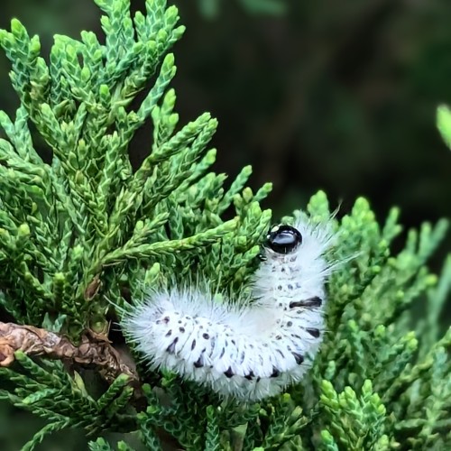 Anyone Recognize This Bug? Spotted In The Northeast US. Very Cute And Fluffy. Click For Quality :)