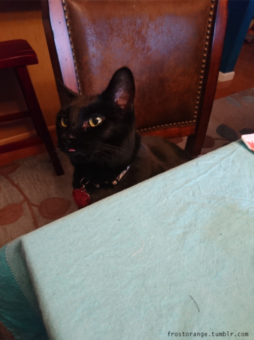 Charcoal with her little blep, helping me sew.  All the pets please.