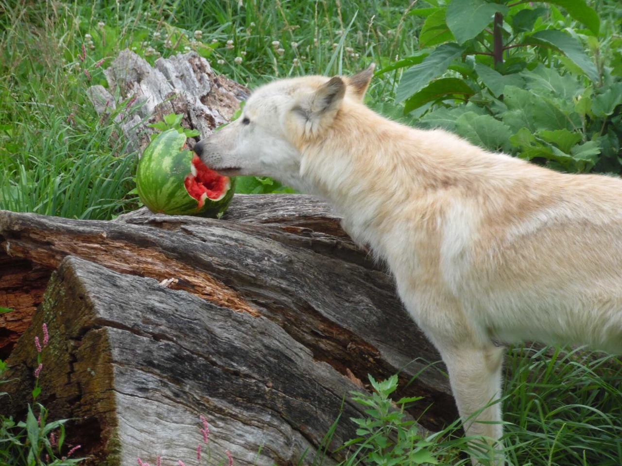 8bitmickey: Pictures of wolves eating watermelons has quickly become my new aesthetic.