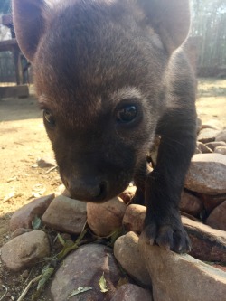 nevard:  Young Hyena 