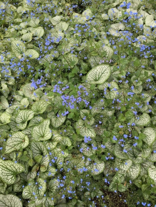 poppystrawberries:My friend took these during our walk at lunchtime