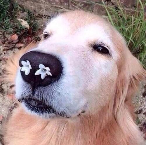 fluffygif:A dog will teach you unconditional love. If you can have that in your life, things won’t b