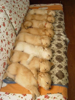 Animal-Factbook:  Until A Certain Age, Puppies Have To Spoon Each Other While Sleeping