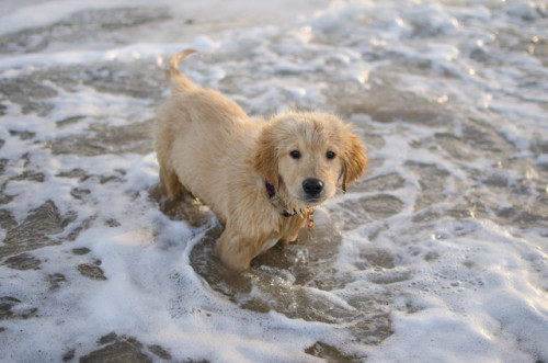 sidetongue:he doesn’t know how to walk through water; he always has to LEAP