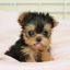 baby-yorkie-puppy