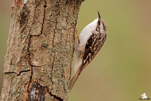 Brown Creeper  I take a photo of these birds every chance I get, because I&rsquo;m always hoping