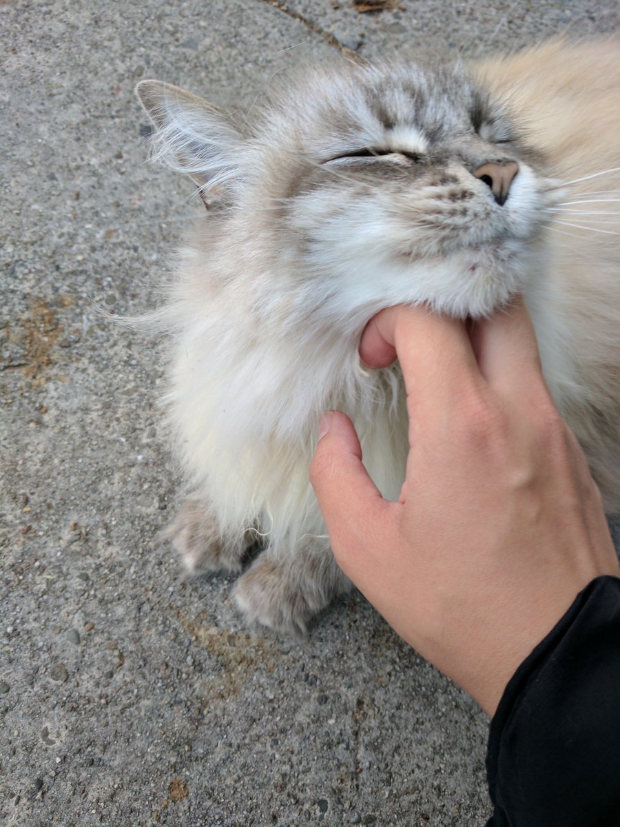 justcatposts:  via @christineliuart