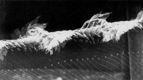 PHYSICS &amp; ART: BODIES IN MOTION VS. TIME Étienne-Jules Marey (French, 1830-1904) &Eac