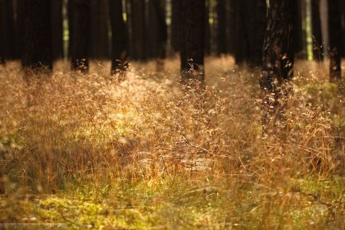 Porn schoefisch:  A wonderful day in the woods photos