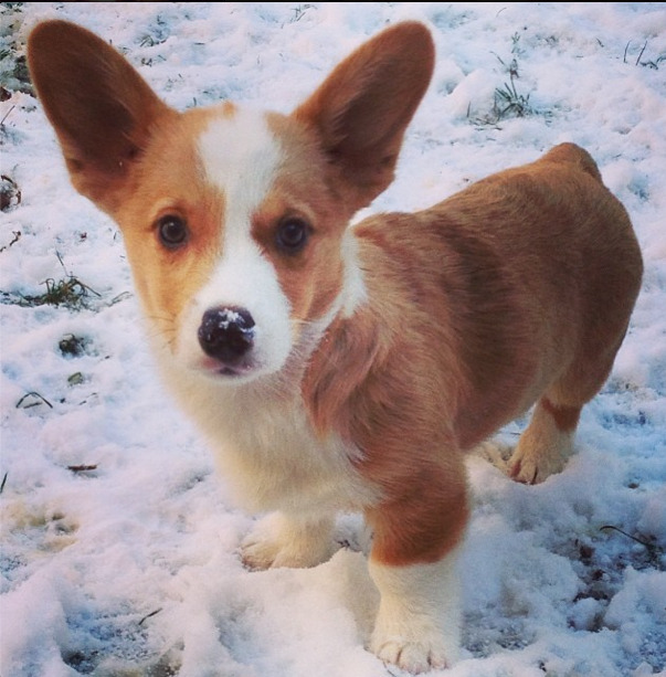 Ocd Obsessive Corgi Disorder Floyd The Red Merle Pembroke Welsh Corgi Follow