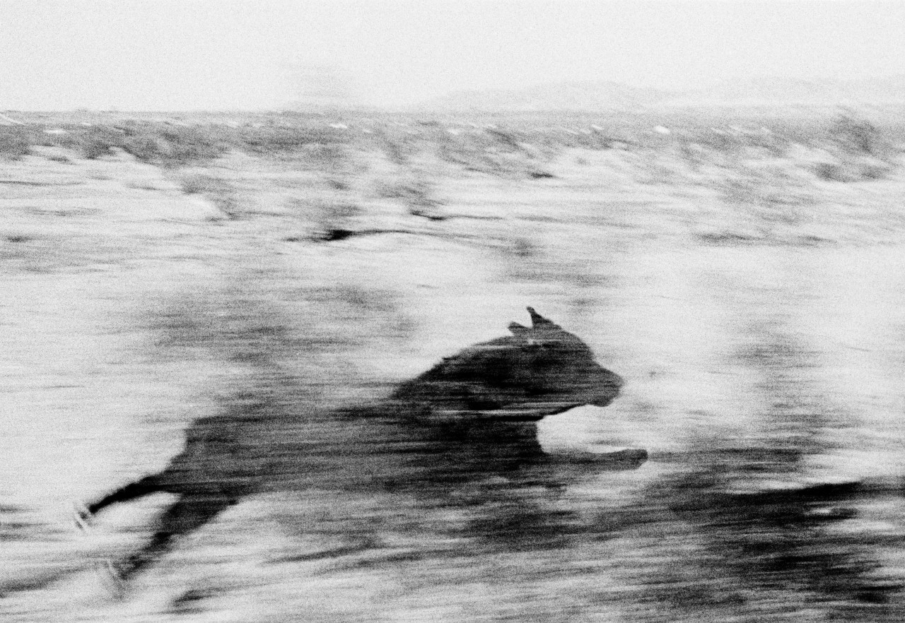 ferrymohr:
““Dog chasing my car in the desert” by John Divola.
Visual pleasures curated by photographer and art director Ferry Mohr.
”