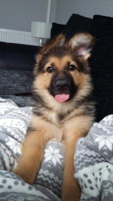 cutecornflakes:  Adorable German Shepard