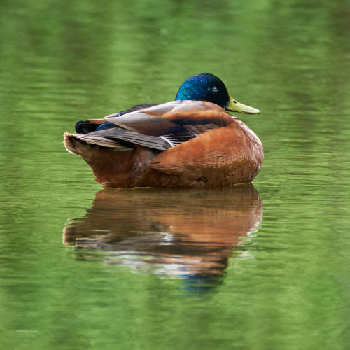 Another floating duck - a hybrid mallard with wonderful colors