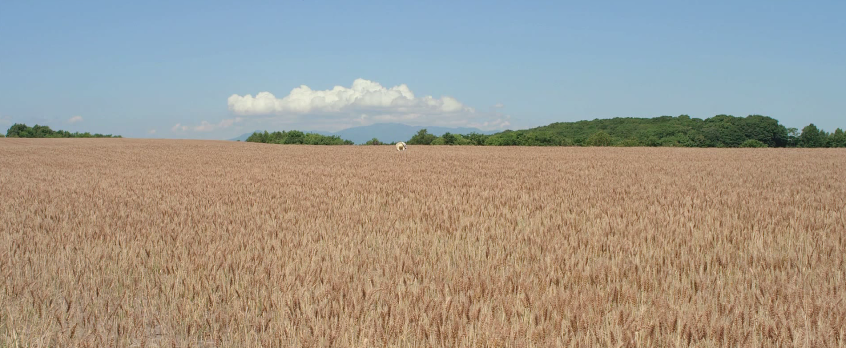 stripetee:  Sometani Shota in Tears of Grapes (ぶどうのなみだ, 2014) dir. Yukiko