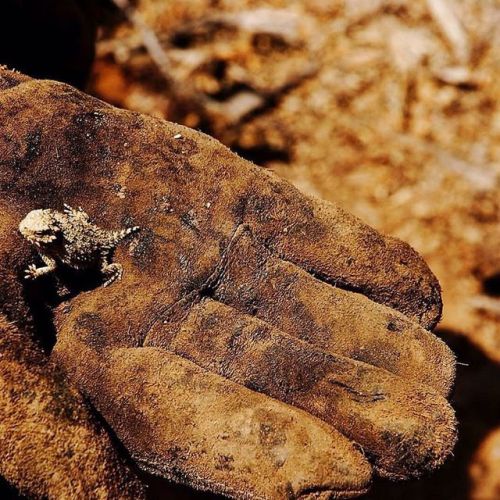 Amazing picture of a baby horned lizard (Phrynosoma sp.) Credit: Rick Barbosa