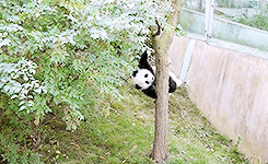 pandasgifs:Baby Panda fall