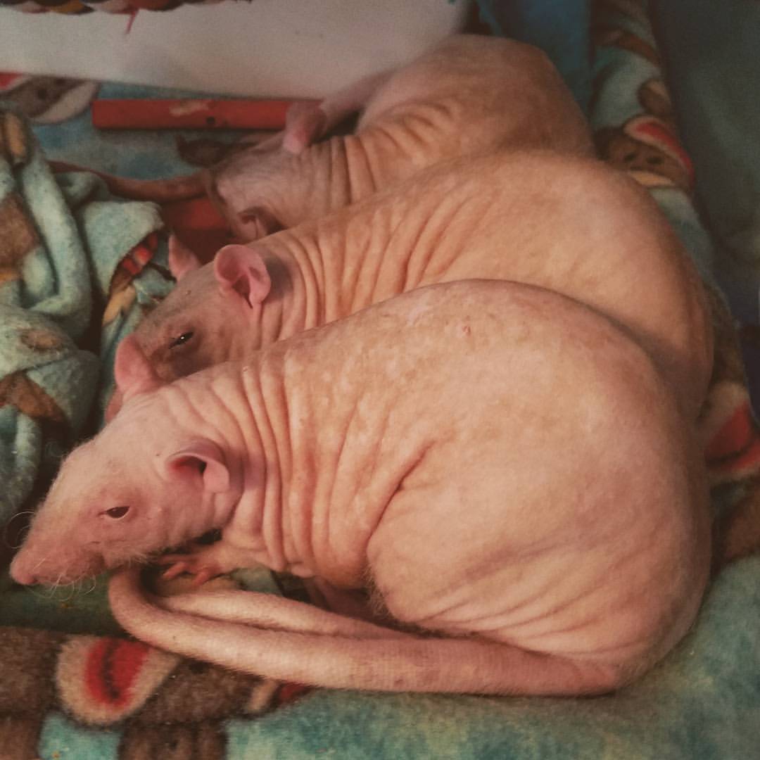 🍑🍑🍑GRUB HUB🍑🍑🍑