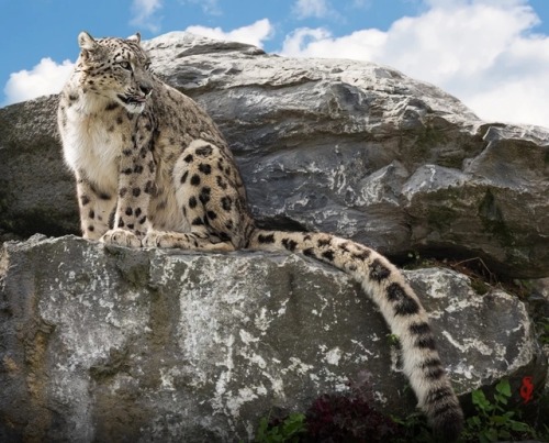 beautiful-wildlife:Snow Leopard (Panthera uncia) by © Jean-Claude Sch.Happy Snow Leopard Day.