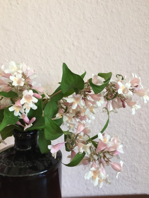 the flowers matched the colour of my kitchen wall