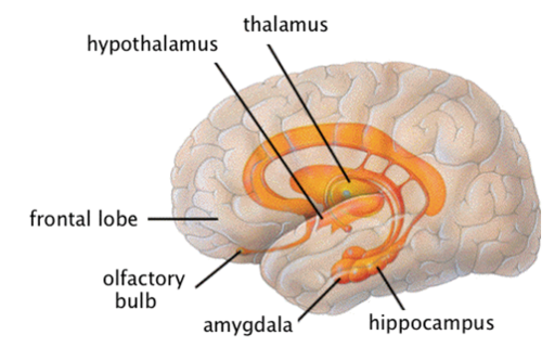 Neurobiology — Chapter 1: The Brain and Behavior