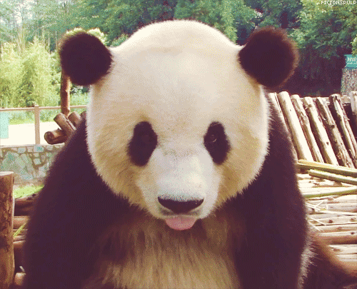 arbuzoweelove:  best animal ever &lt;3