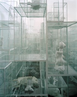 gallowhill:  Terence Koh - Untitled (Vitrines