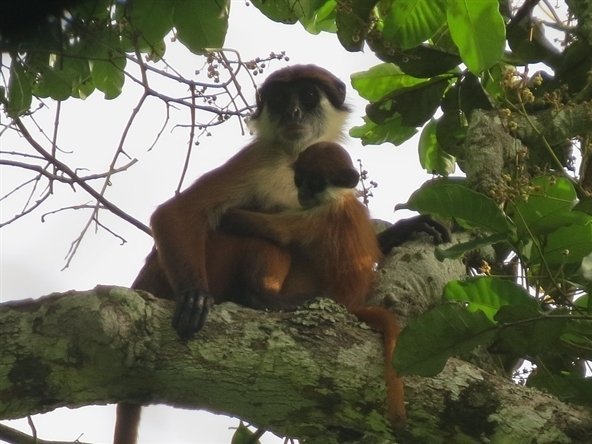 Congo Monkey Spotted Decades After Species’ Alleged Demise“Welcome back, Bouvier’s red colobus monkey. It’s been a while.
The African primate hasn’t been seen since the 1970s and was assumed to have become extinct.
But, in a statement released late...