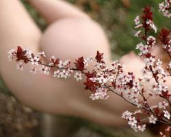 nudeson500px:  Ornamental Plum in Bloom by The_Mindseye_Photography1 from http://ift.tt/1KstLmU