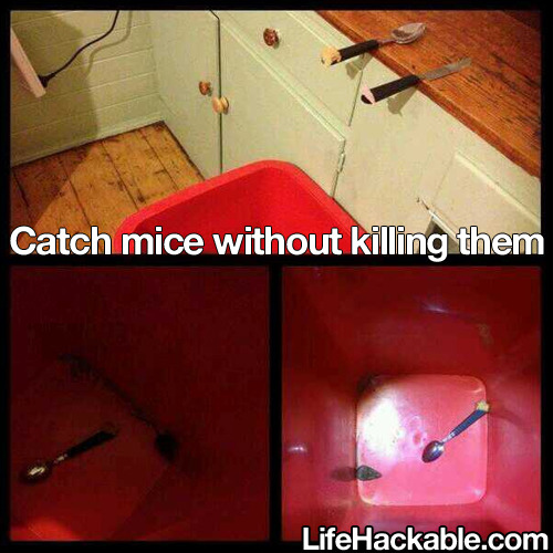sabelmouse:  lifehackable:  See More Daily Life Hacks Here  and… put them out to find another house  for other people to deal with. 