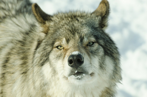 elegantwolves:  by amyallison26