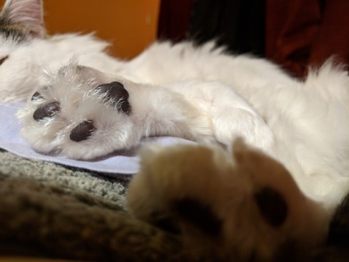 chalionkat:chalionkat:Zephyr and his beautiful fluff@mostlycatsmostly