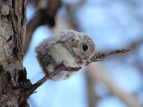 I believe these are Japanese Dwarf Flying Squirrels.