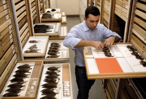 thebrainscoop:dendroica:Museums: The endangered dead Across the world, natural-history collections h