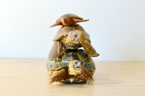 Happy World Turtle Day!    You know what that means:  Time for our annual tortle tower!    This year