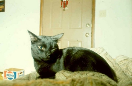 necro-om-nom-nomicon:2othcentury:1983 © John McDavidi lov you 36 year-old pepsi cat