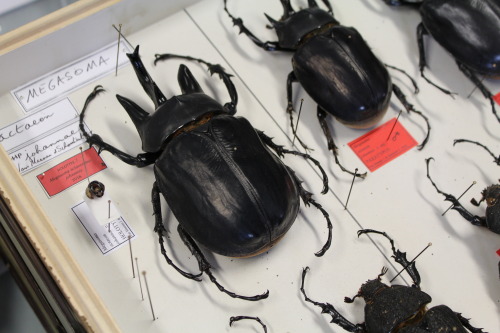 Meet Megasoma actaeon johannae, one of the largest beetles in the world! This mysterious giga beetle