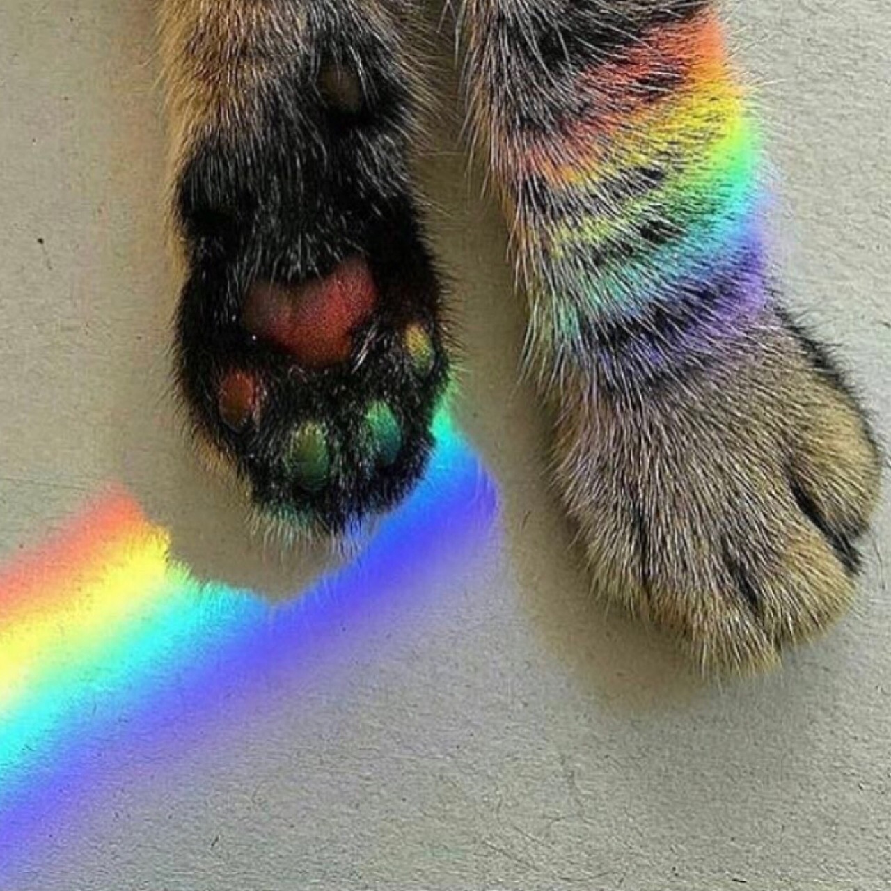 kittens-jpg:  rainbow cats moodboard🌈