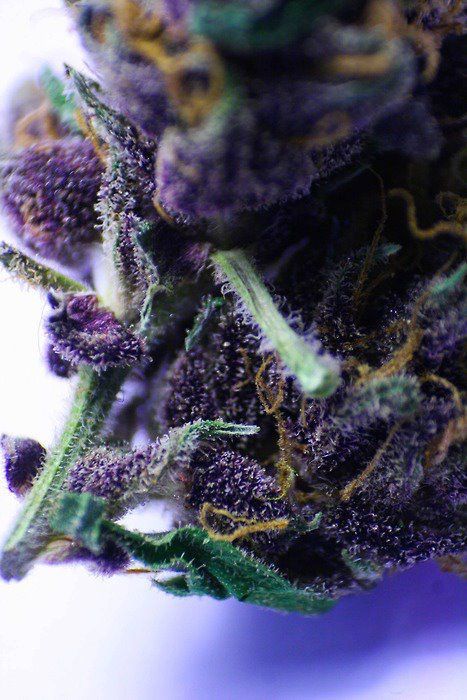 stonerpros:  Check out our new selection of water pipes