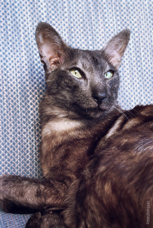 thesilverpaws: Faolan, Oriental Shorthair in black smoke