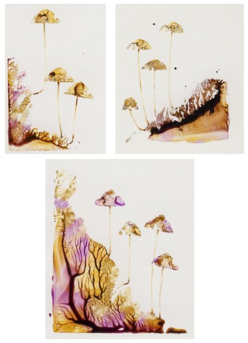 Fungi, mushrooms and…….fungiAcrylic 