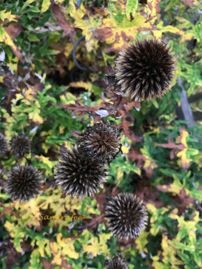 Echinops Ritro Explore Tumblr Posts And Blogs Tumgir Echinops Ritro Explore Tumblr Posts And Blogs Tumgir
