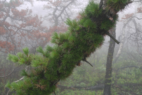 Sams Point in the Fog by WhatsAllThisThen