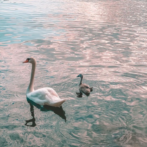 florealegiardini: Swans in Varenna Lake Cm Italy ~ Simna Mdica