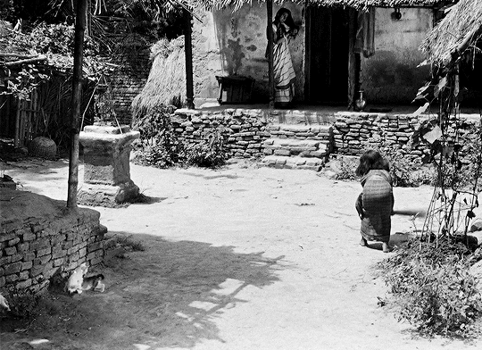 classicfilmblr:পথের পাঁচালী (Pather Panchali) 1955 dir. সত্যজিত