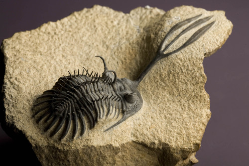 mrcaptaincook:  fossilized moroccan trilobites! :O